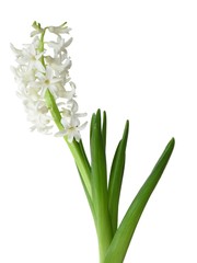 white hyacinth