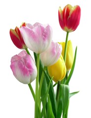 posy of multicolor tulips