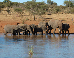 An African Elephant family