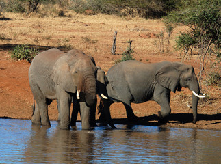 Fototapeta premium An African Elephant family