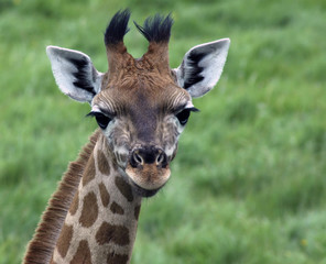 A portrait of a young giraffe calf