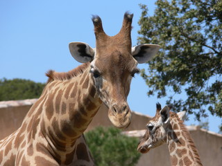 Girafe et son petit