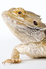beautifull bearded Dragon