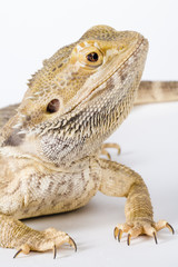 beautifull bearded Dragon