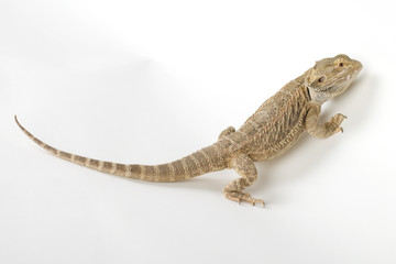crazy reptile