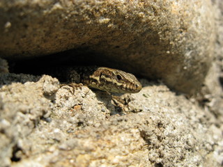 Lézard des murailles