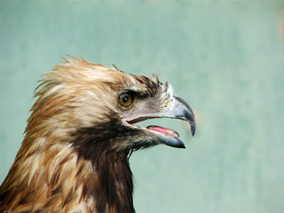  eagle