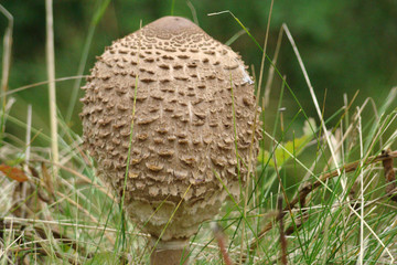 Coulemelle,Aude,Pyrénées