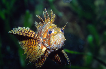 Feuerfisch