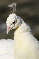 Albino Pfau