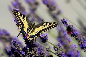 Fotobehang papillon machaon sur lavande © Jean-Jacques Cordier