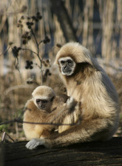 Tamarin Affen