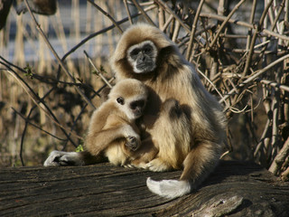 Tamarin Mutter mit Jungtier