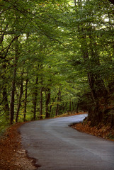 Fototapeta premium path with trees in azores, s miguel island