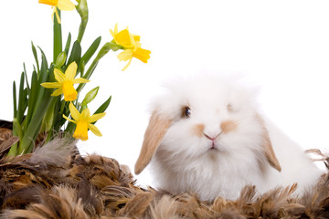 Cute bunny with feathers and flowers on white