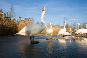swans