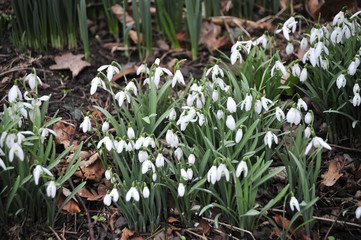 Obraz premium snowdrops in winter flower.
