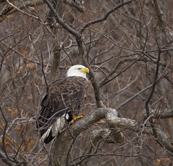 Bald Eagle