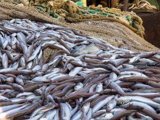 blue whiting fish on deck factory vessel