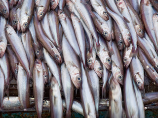 Fototapeta premium blue witing fish on deck factory vessel