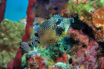 Smooth trunkfish 