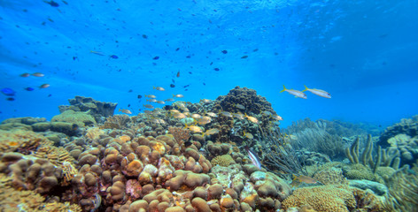 Naklejka na ściany i meble Rafa koralowa panoramiczny