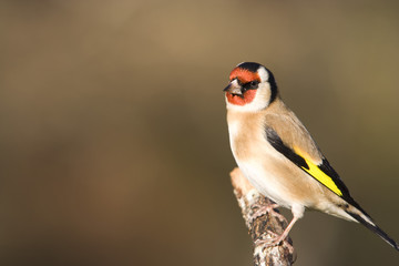Chardonneret sur une branche