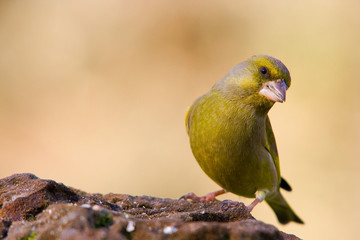 Verdier sur un perchoir