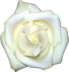 rose blanche
