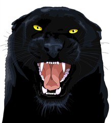 panteranera © Piumadaquila.it