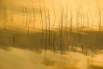 Grass lake refection in golden light..