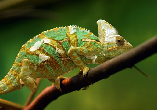 Small green reptile named Chameleon.