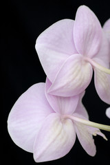 A beautiful pink and purple orchid againsta black background.