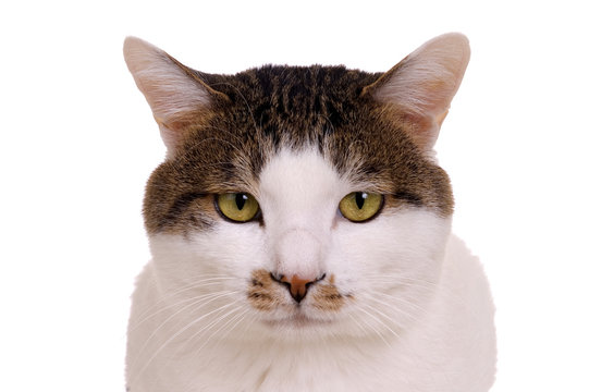 Mad Cat Images Browse 19 646 Stock Photos Vectors And Video Adobe Stock