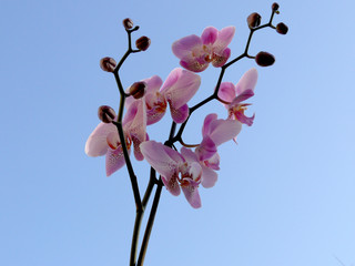 Orchidée sur fond de ciel
