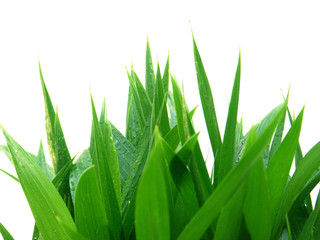 Obraz premium brins d'herbe