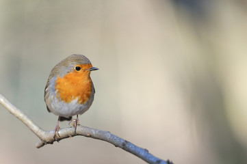 Rouge gorge Erithacus rubecula