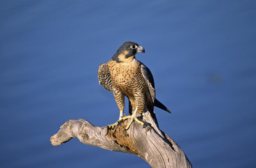 Peregrine falcon on dead tree stump, Colorado.