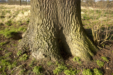 The trunk of an old Oak tree