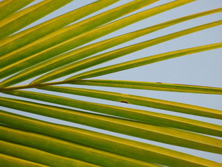 Palm Branch 3