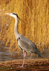 Grey heron against gold willow