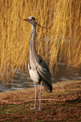 Heron