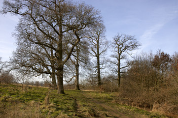 Trees in winter in a park