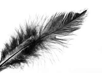 Obraz premium Black bird feather on white background