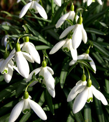 Snowdrop