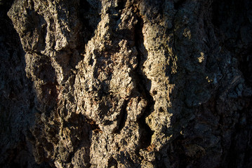wood bark  texture