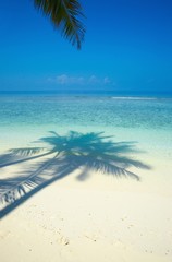 Fototapeta na wymiar One palmtree na plaży na Oceanie Indyjskim, Malediwy