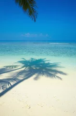 Crédence de cuisine en verre imprimé Plage et mer Un palmier sur une plage de l& 39 océan Indien, Maldives