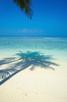 Fototapeta One palmtree on a beach in the Indian Ocean, Maldives