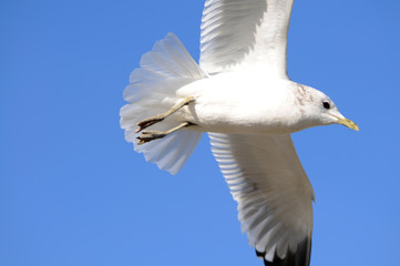 Möwe